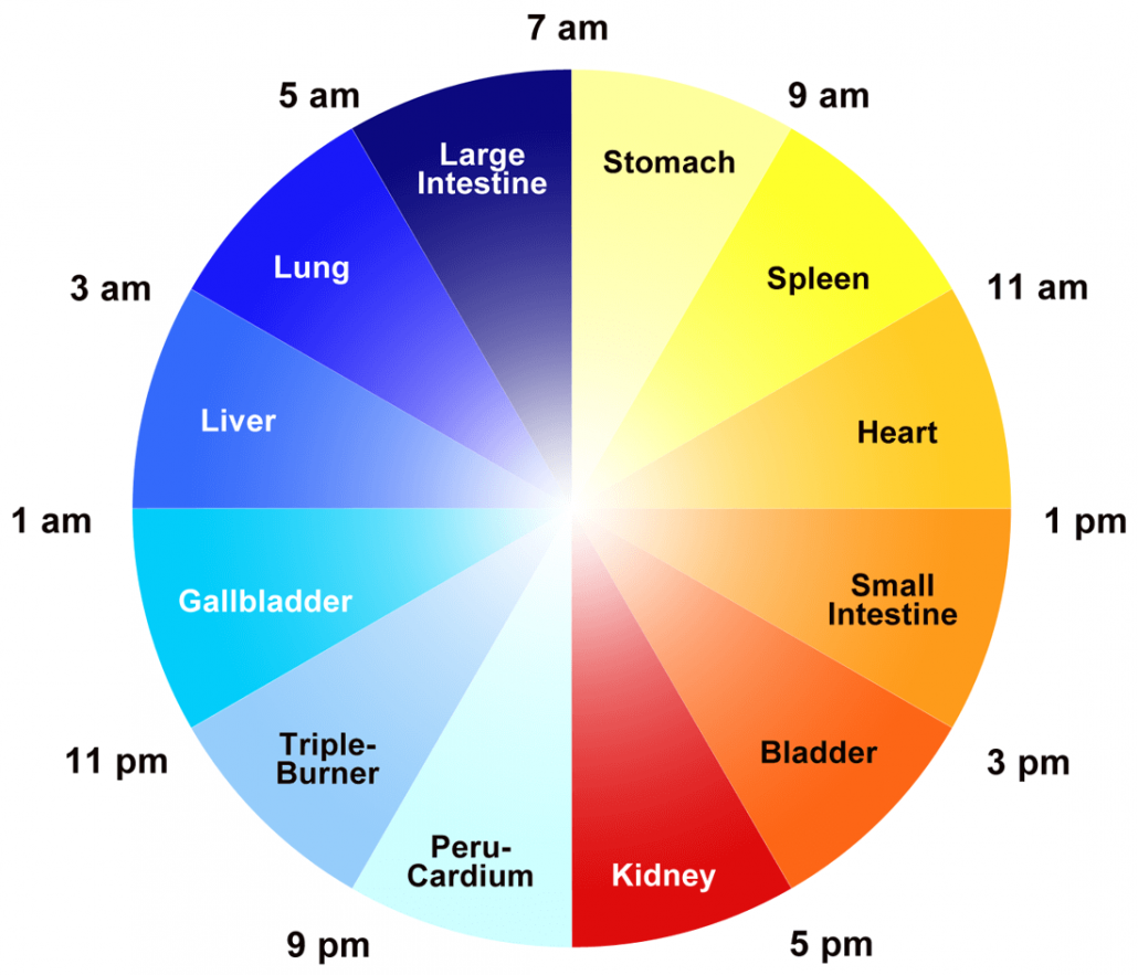 24-hour Organ Clock