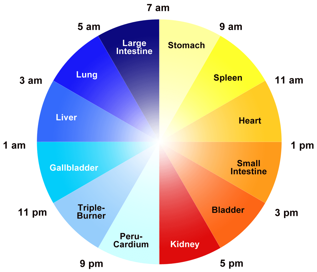 The Body Organ Clock of Chinese Medicine Optimum Energy and Wellness