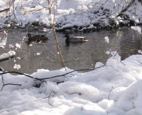 ducks in the snow