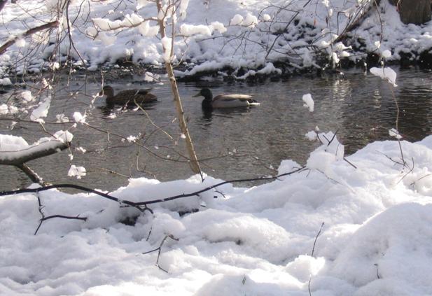 ducks in the snow