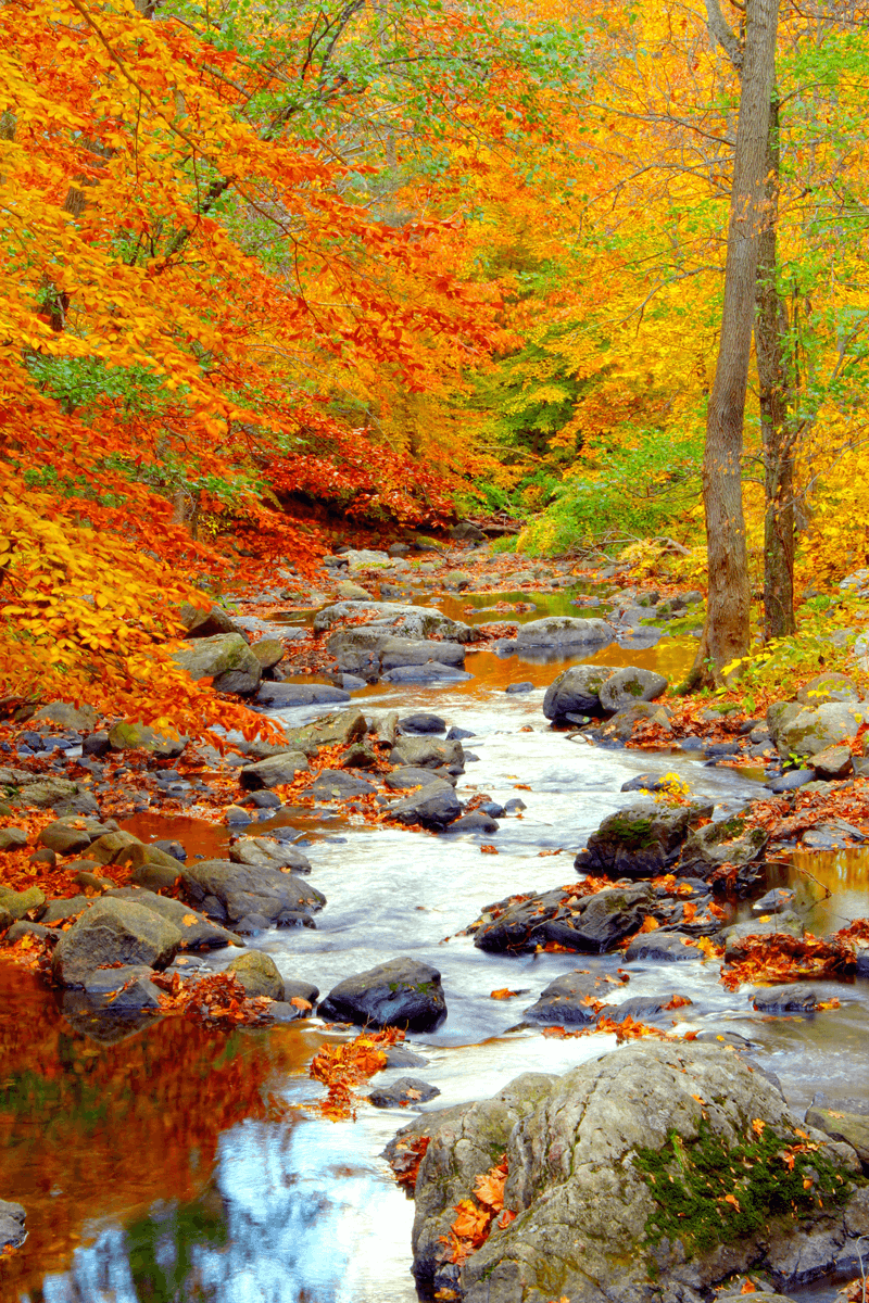autumn brook