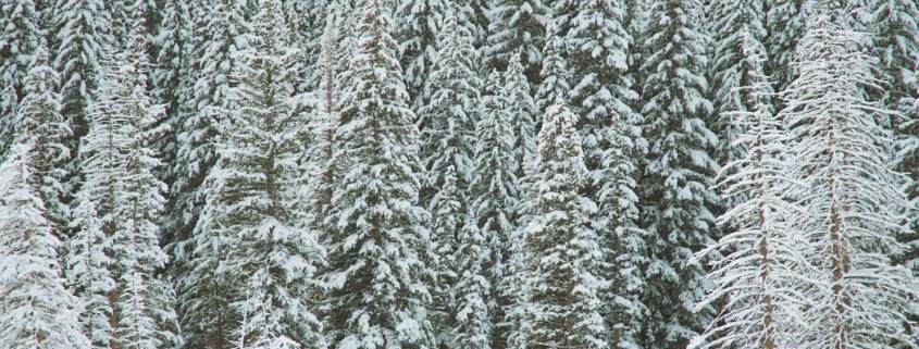 greg rakozy winter-forest