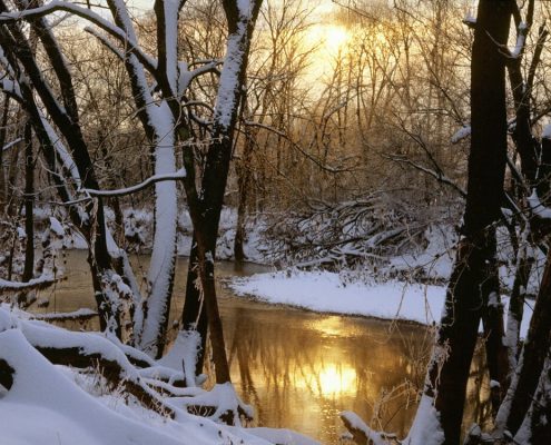 river trees in winter sun