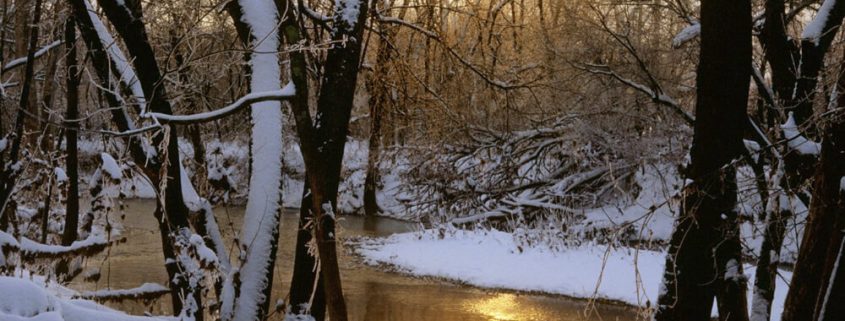 river trees in winter sun