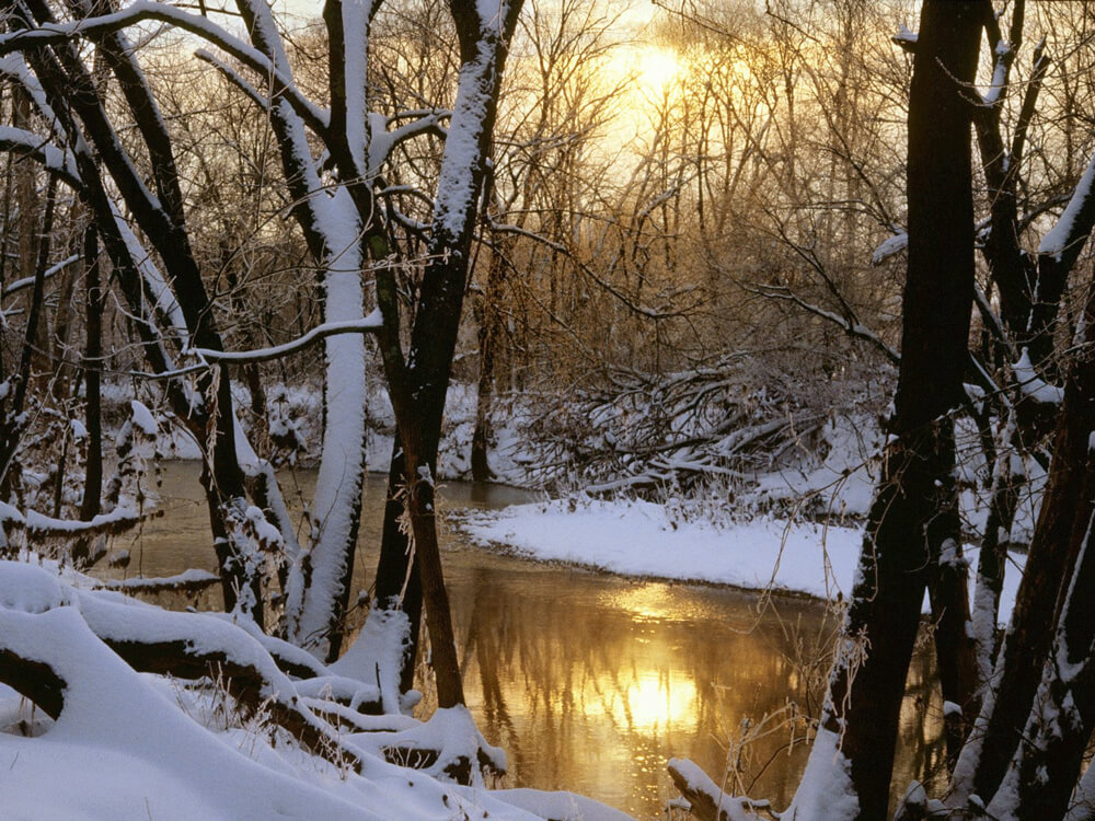 river trees in winter sun