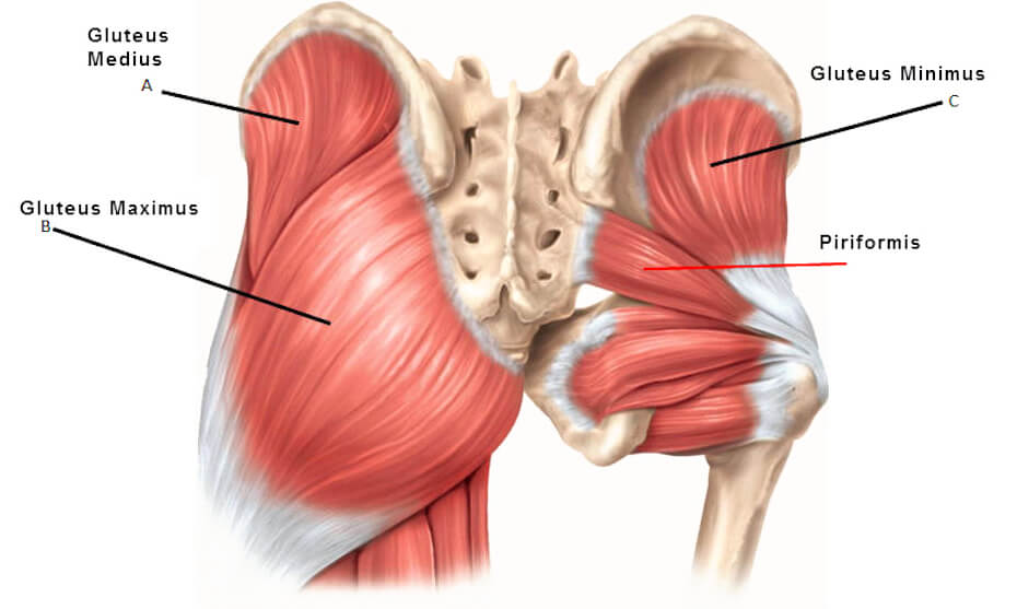 ANMOIST Piriformis Ball 2.5'' Trigger Point Massage Relief for Hip Pain,  Sciatica