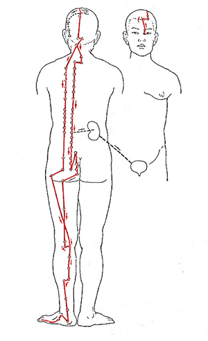 The Psychological Aspect of the Bladder Meridian – Optimum Energy and  Wellness